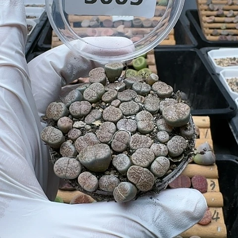 3605，朝贡玉带血点159切糕特价