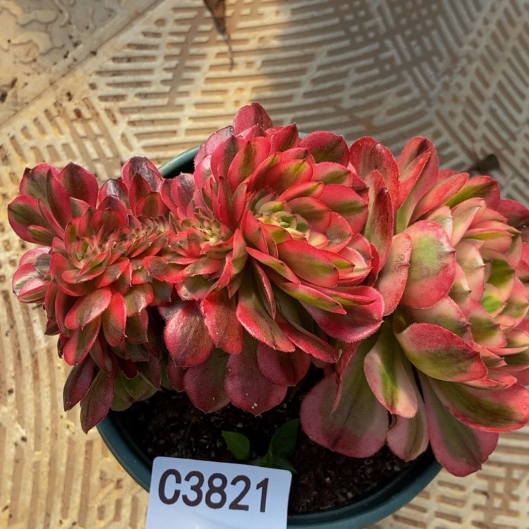 【闪购商品】3821倾城缀多肉