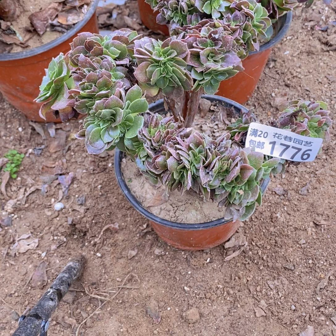 1776 号一物一拍多肉植物
