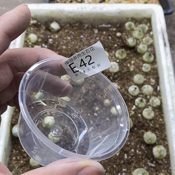 旅**言42号多肉植物多肉植物