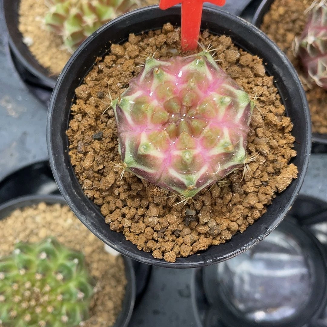 大***️1-40轮回实生3.5厘米