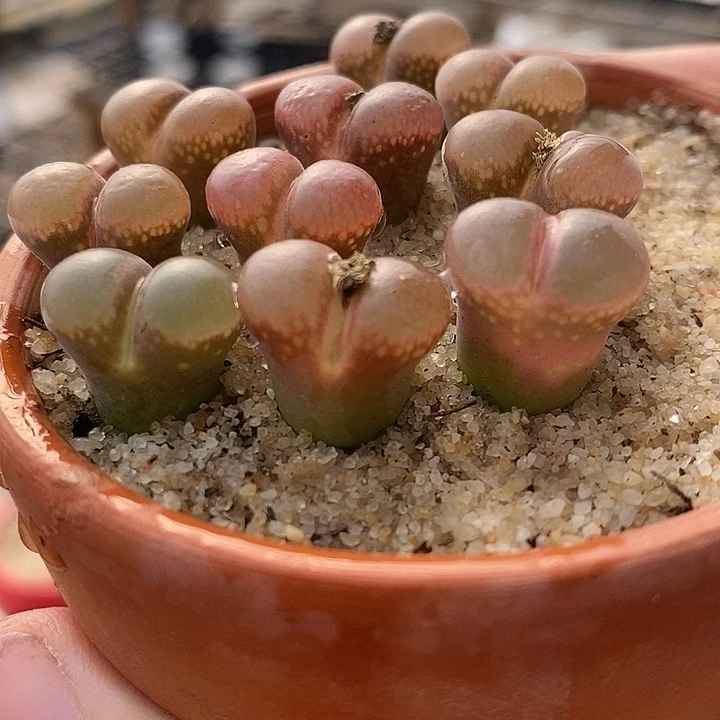 2634c10杂交一颗。