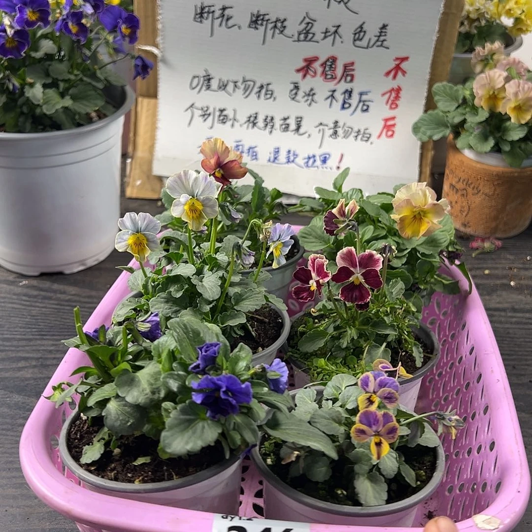 大部分花苞少量开放246号