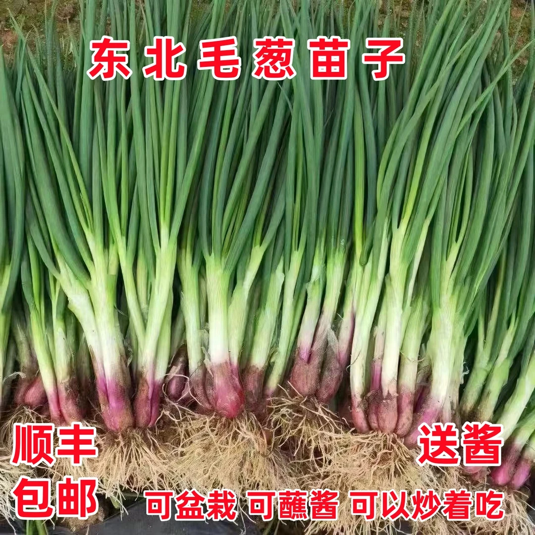 东北毛葱苗现拔现发带绿叶鲜嫩蘸酱食材红毛葱苗可炒着吃