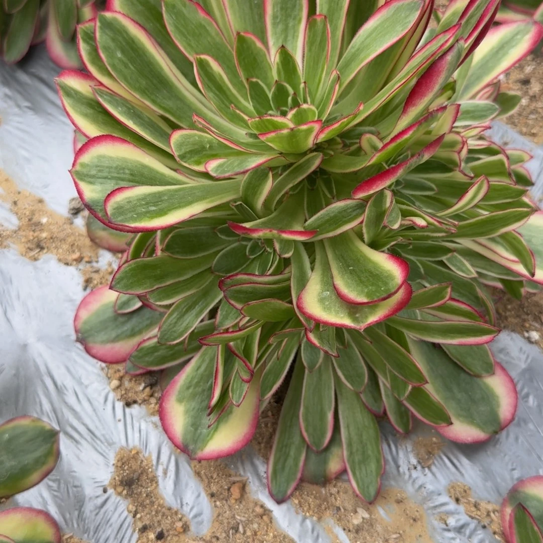 东***馆208瑶光到秋。多肉植物