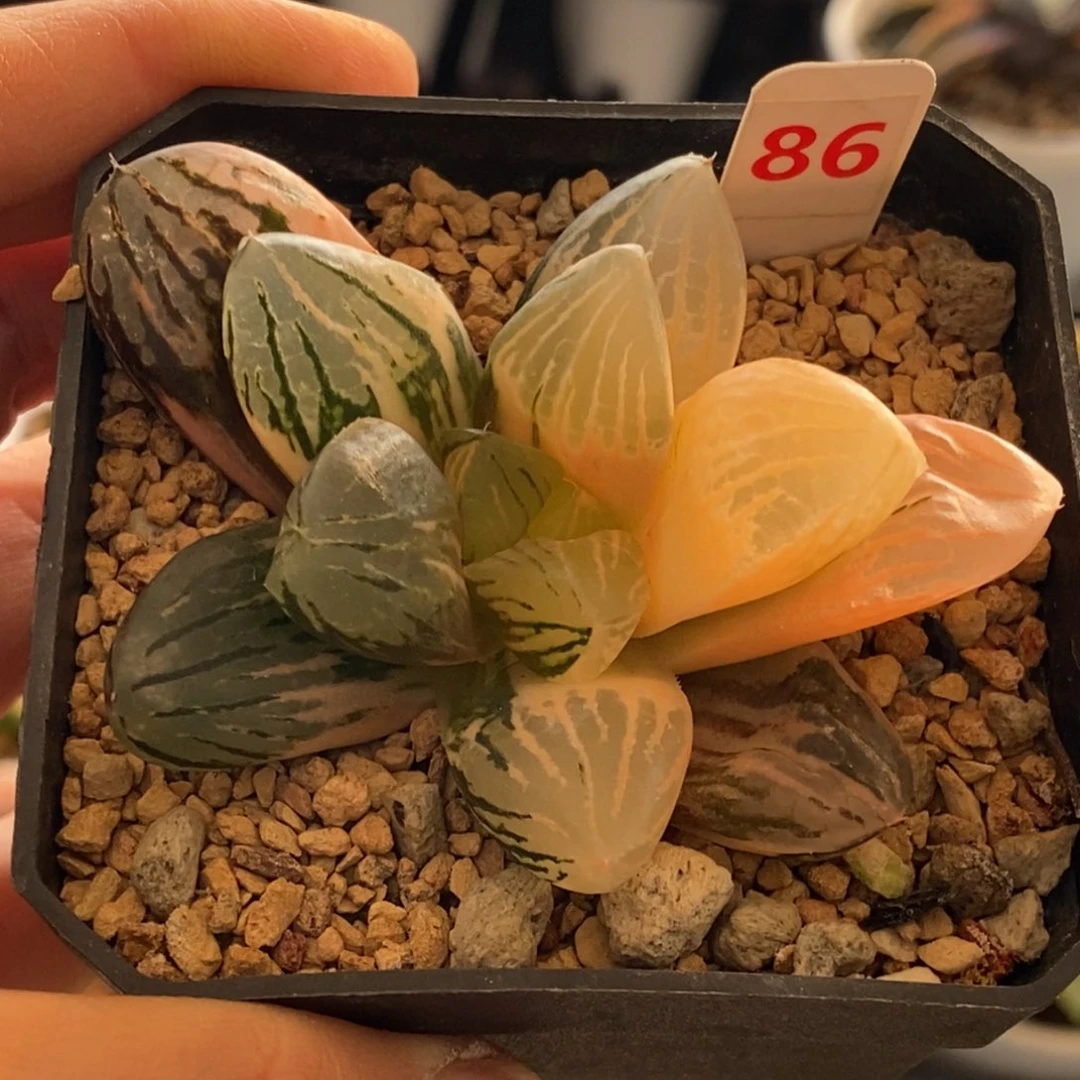 86号玉潭寿锦多肉