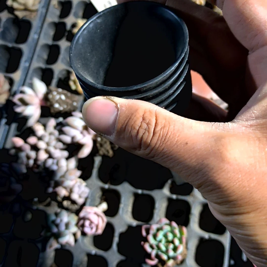 满6元包邮，万象盆十个