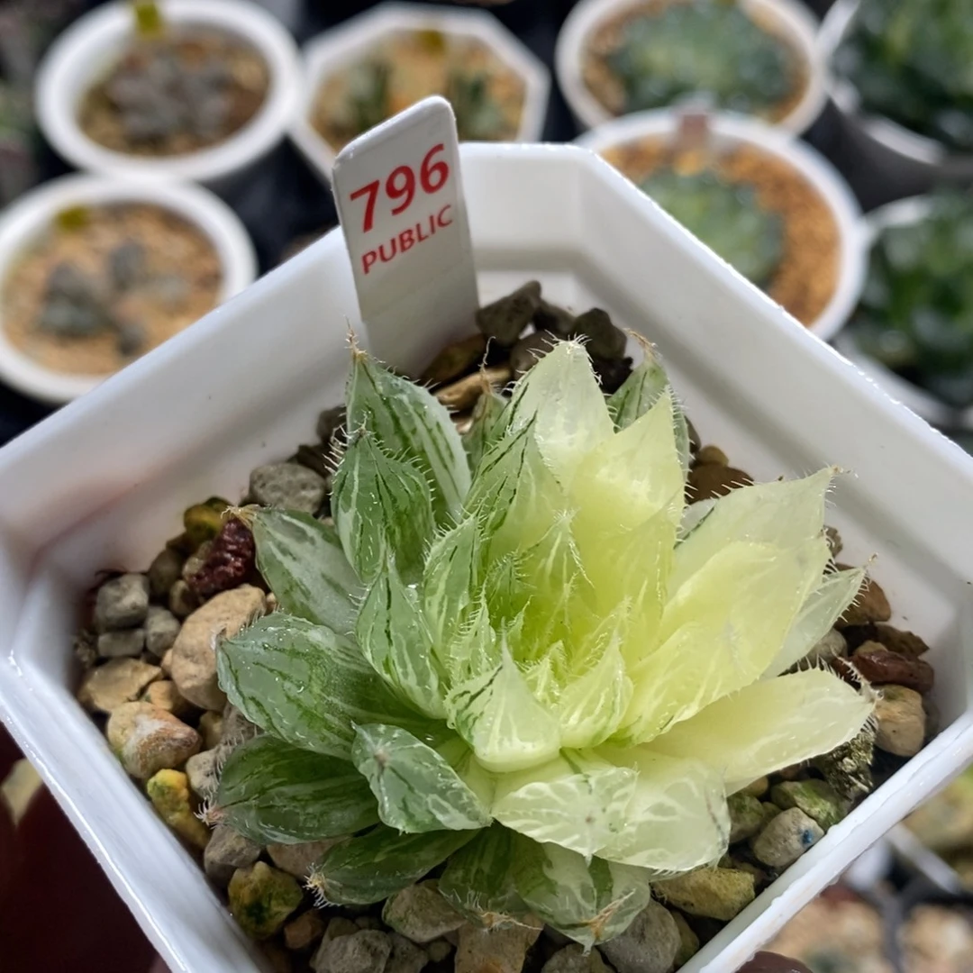 796号十二卷多肉植物