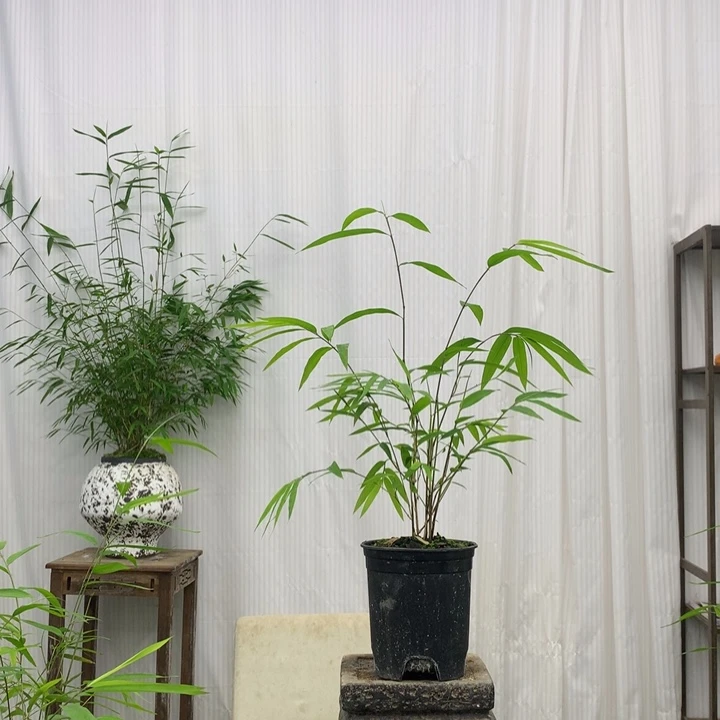 竹子竹子绿植盆栽花卉