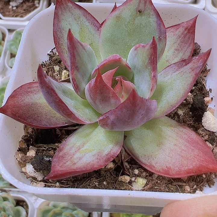 拉丝惊鸿19包邮多肉