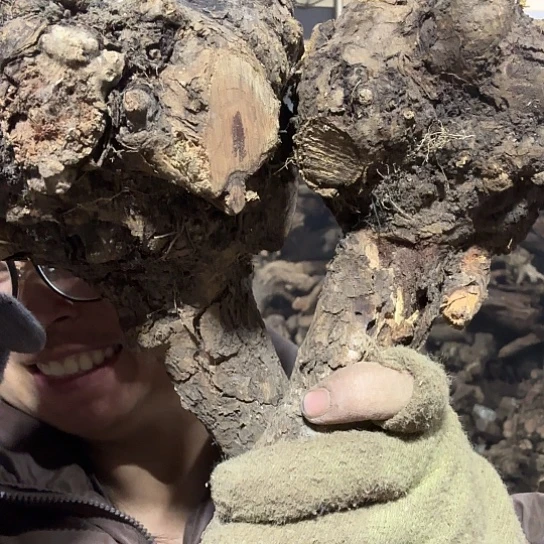 香榧木落**悔火琉璃的毛料摆件