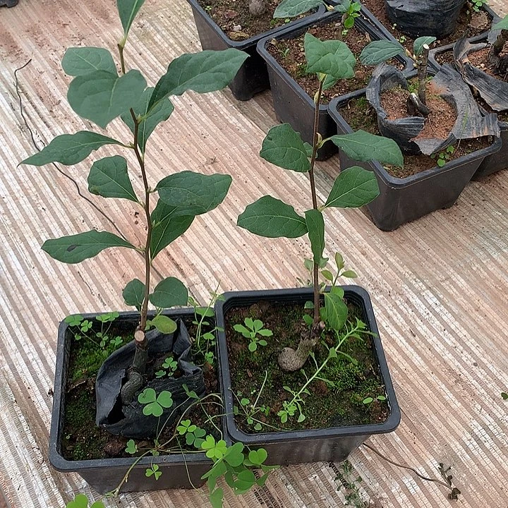 无花朵老鸦柿紫罗兰加老鸦218