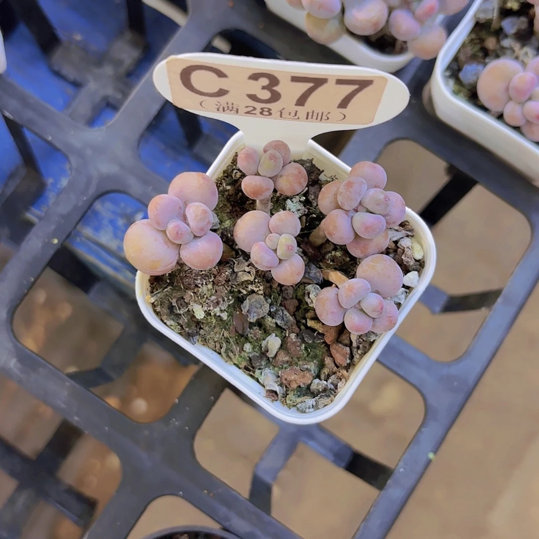 C377腰子蛋一物一拍