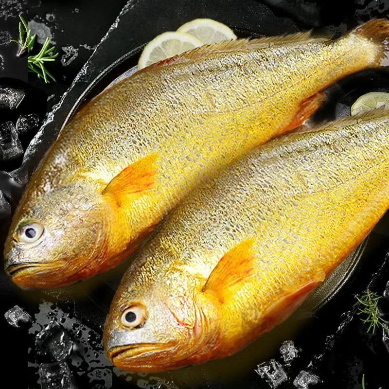 新鲜活冻深海黄花鱼东山岛海捕特大黄花鱼活鱼速冻黄花鱼