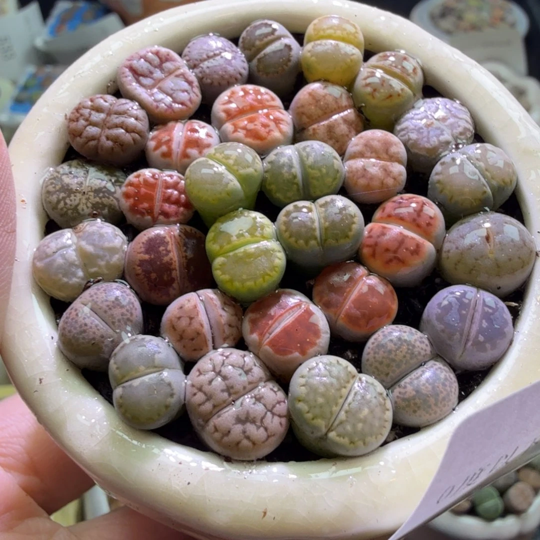 溧***虫多肉植物福利冲冲冲594