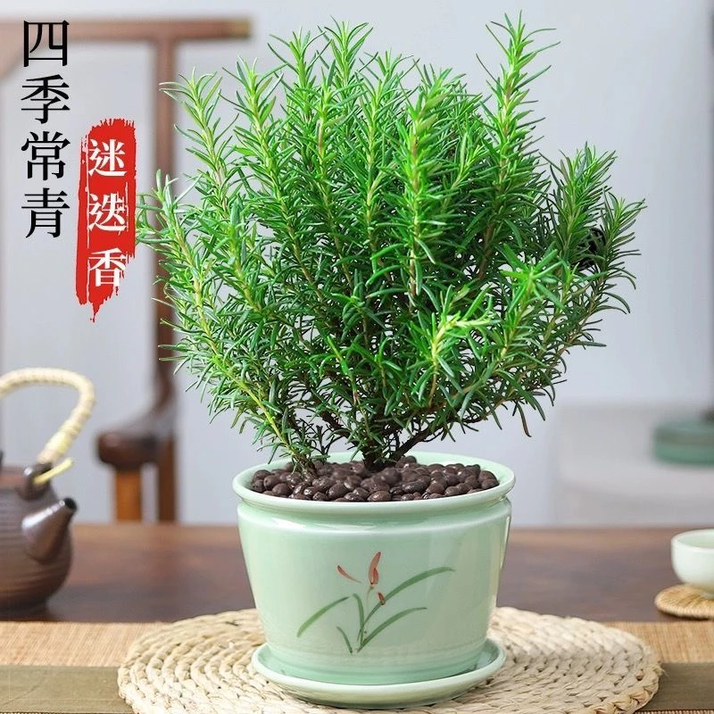 迷迭香盆栽可食用香草薄荷百里香绿植花园阳台四季常青带牛排高配