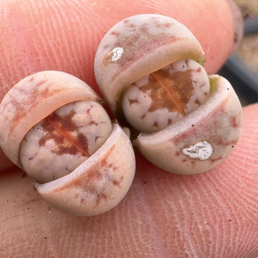 209两颗0000000000000