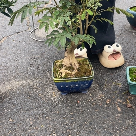 当前无花栽培后可以开花为**候