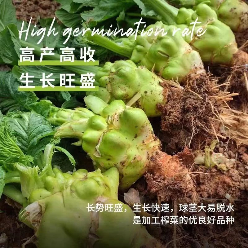 【满5包包邮】四川涪陵榨菜种子大头菜蔬菜种子