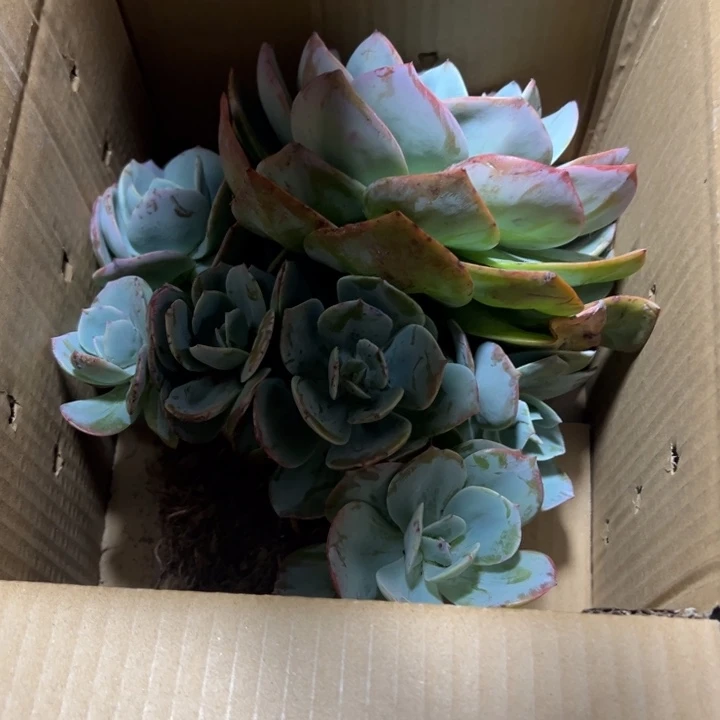 C***涵地栽瑕疵雪凤群生一棵（包邮不包损）