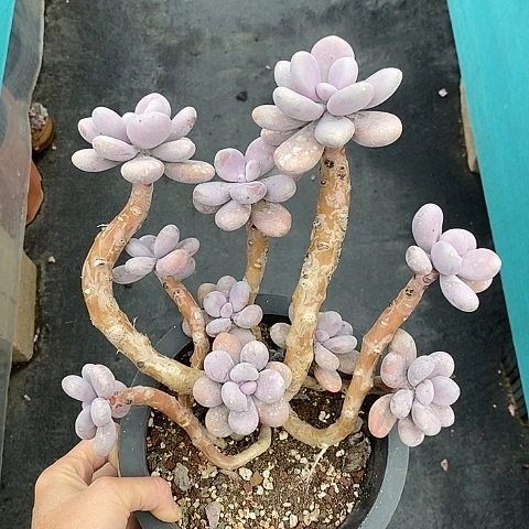 706多肉植物老桩