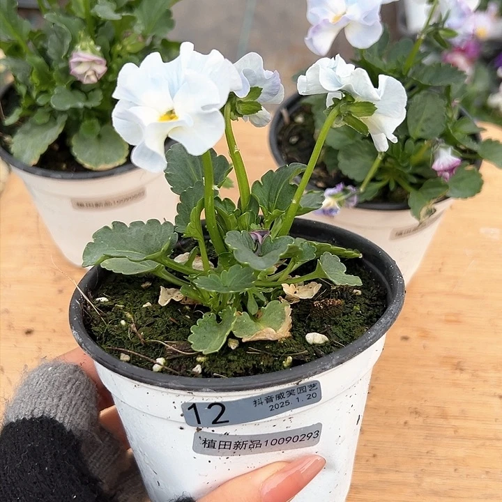 红陶抖音直播闪拍12