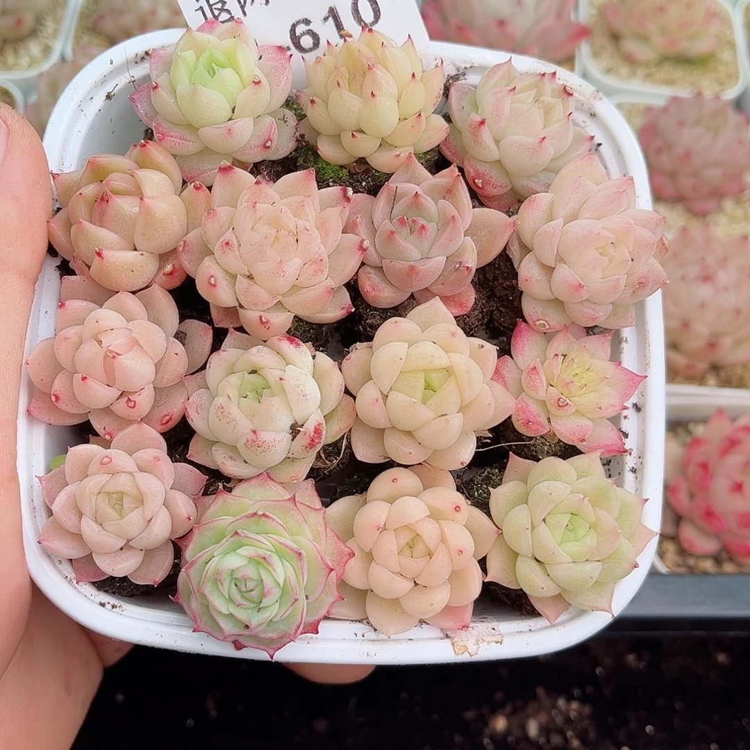 1-610 新疆西藏内蒙不发包邮2-3公分12.8包邮多肉
