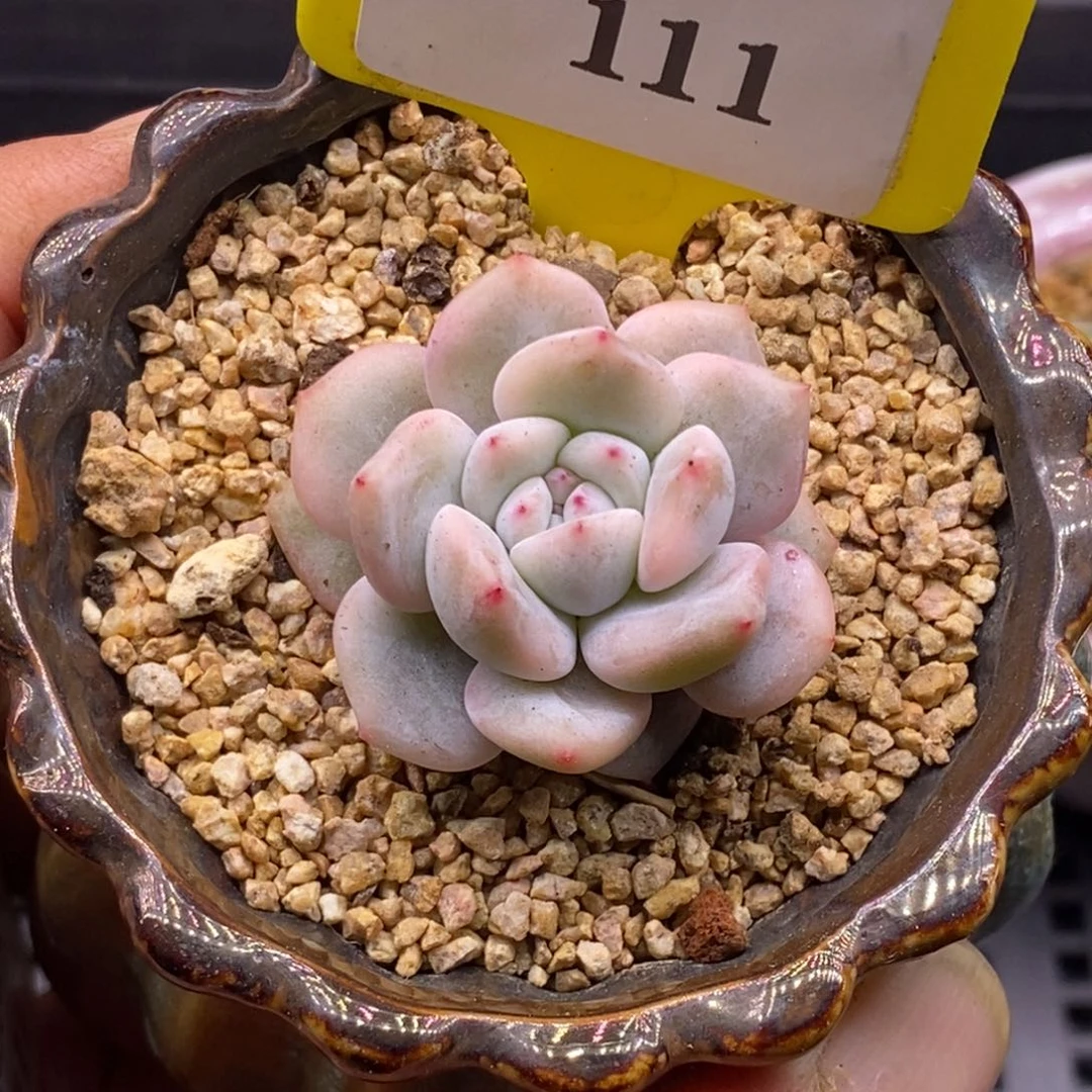 6111石榴仔富轮锦多肉