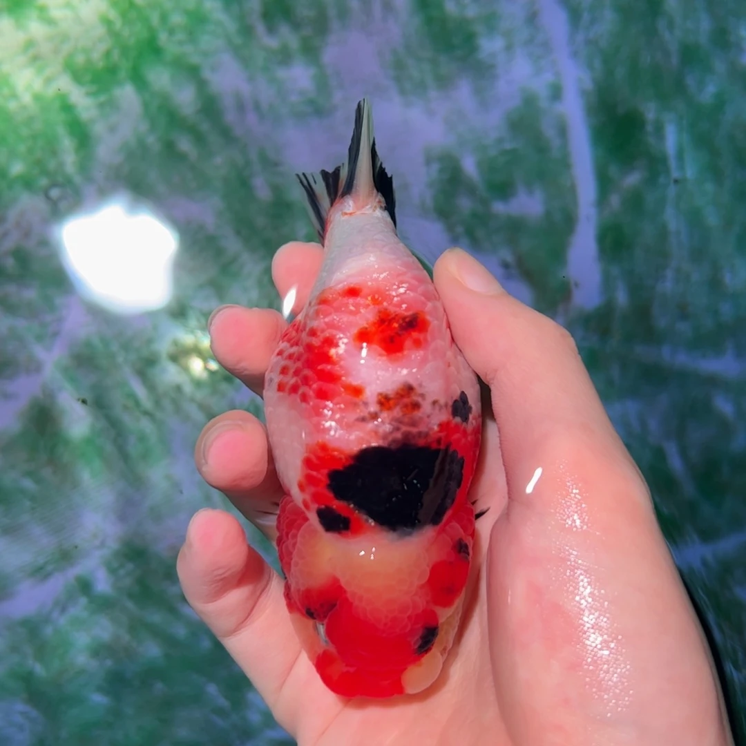 金鱼买够三条顺丰包邮陆运