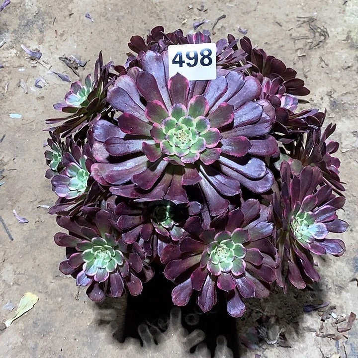 法师植物12345678