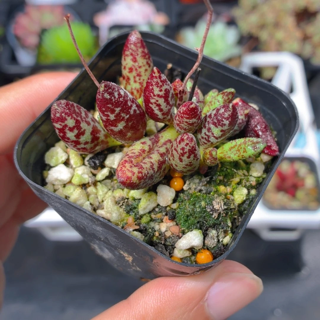 血癍玛丽安多肉9.9包邮发货