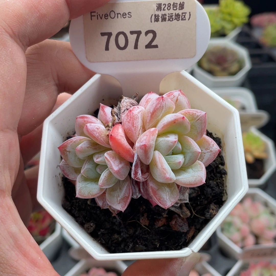 维特7072-5.5厘米