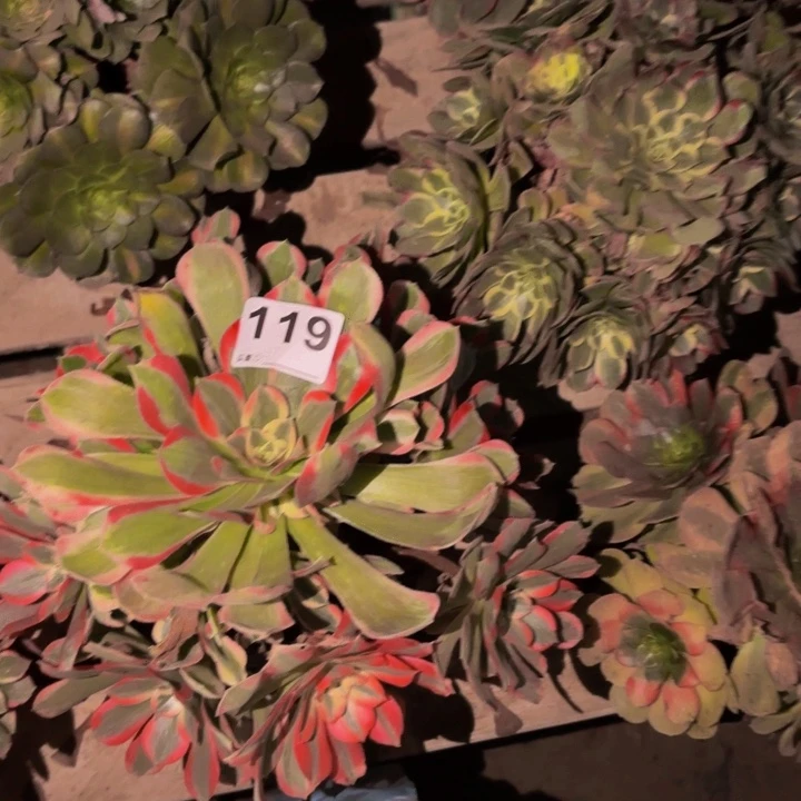 119男神多肉植物不售后