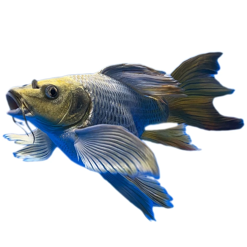 1号锦鲤观赏鱼冷水鱼蝴蝶鲤熊猫台湾蝴蝶鲤大尾大鱼鳍普身球体