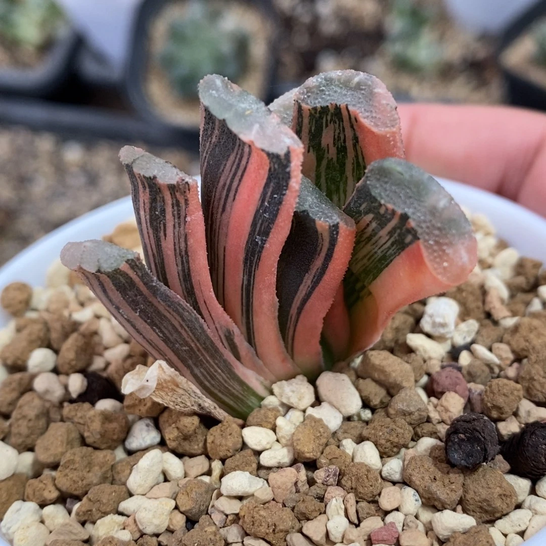 一颗玉扇锦   开播福利