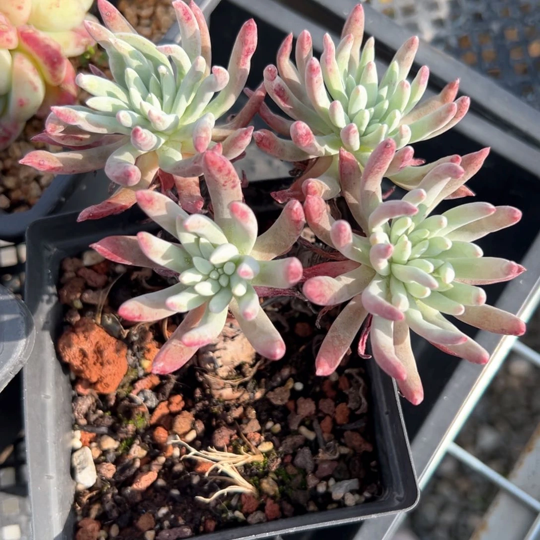 爱杜丽斯粗桩（满38包邮）多肉