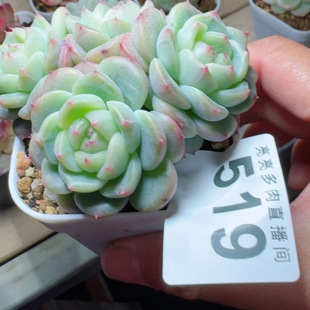 花***兜蜜糖甜心群生      愿你一路坦途，乘风破浪展宏图