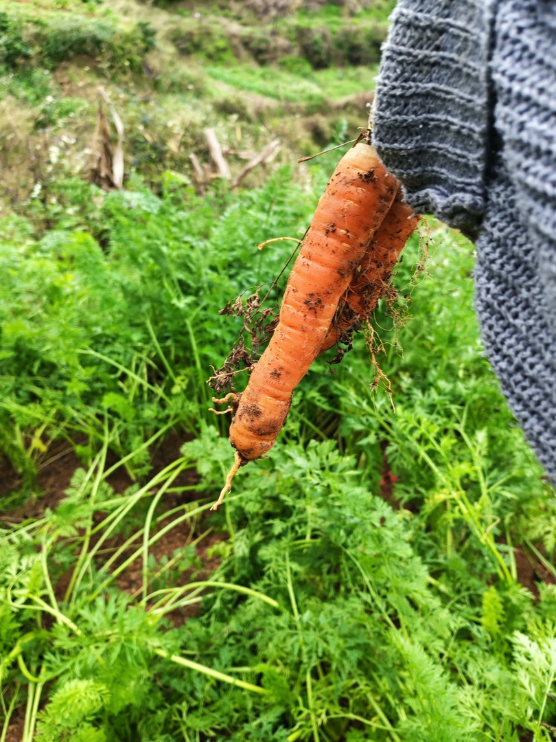 现挖新鲜无农残胡萝卜沙地种植营养健康可生吃热炒煲汤