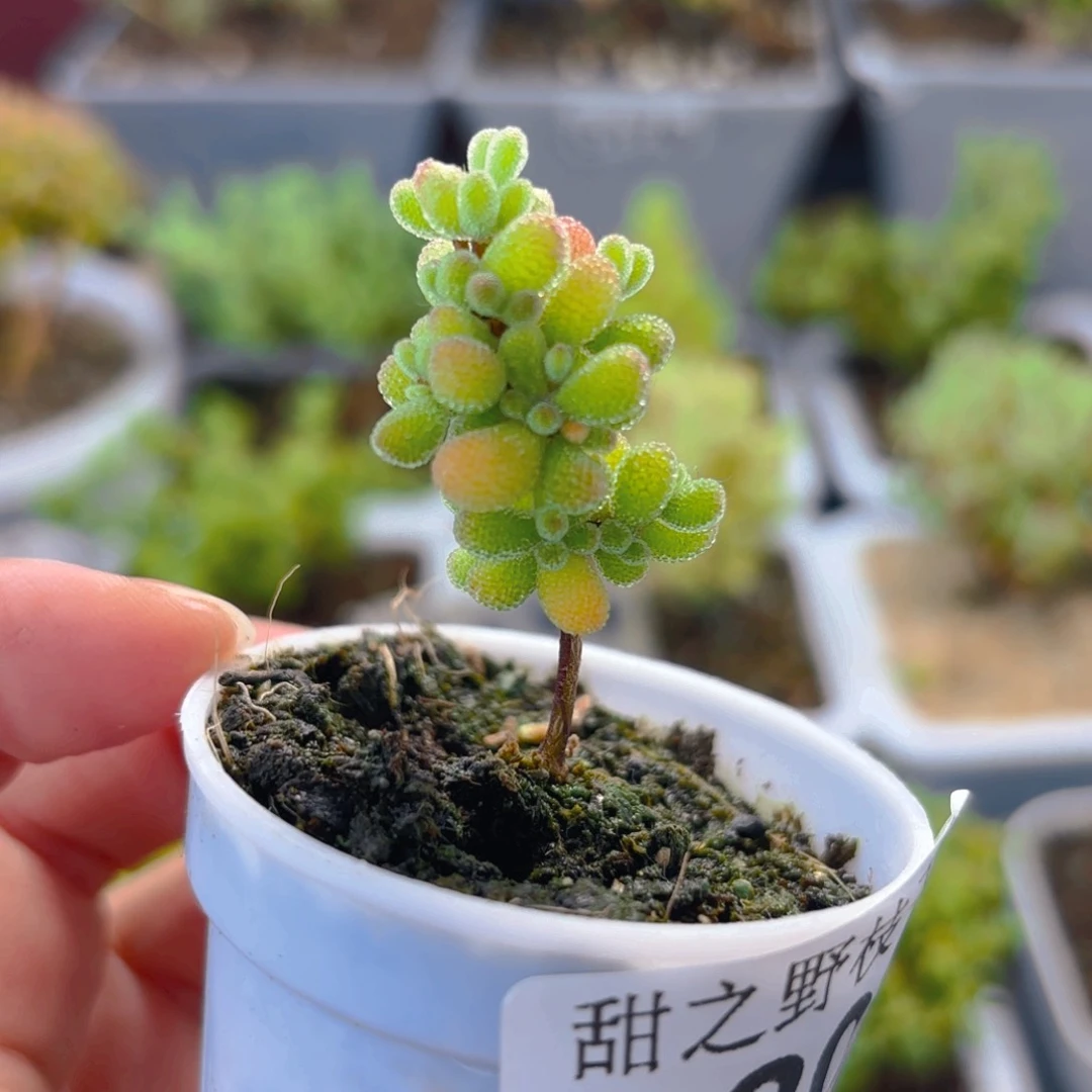 翡翠204。