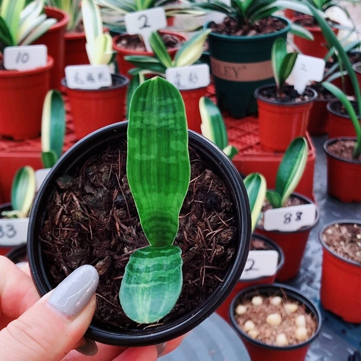 与***2完全开放大春精品君子兰开花