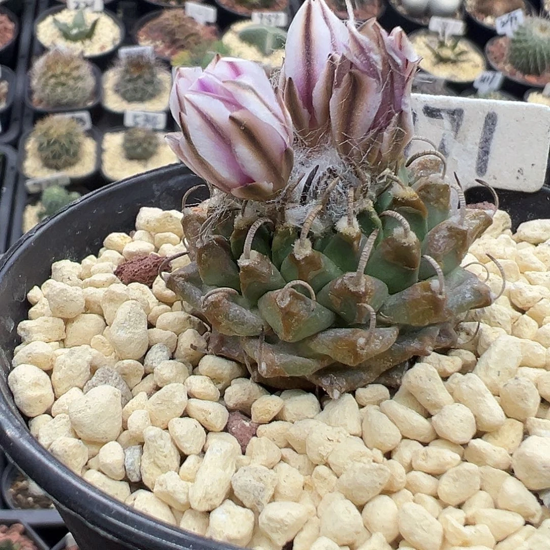 971老安德森娇丽实生