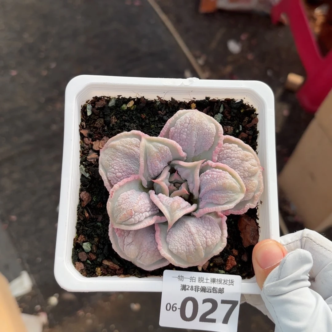 留财饺子皮单头多肉多肉