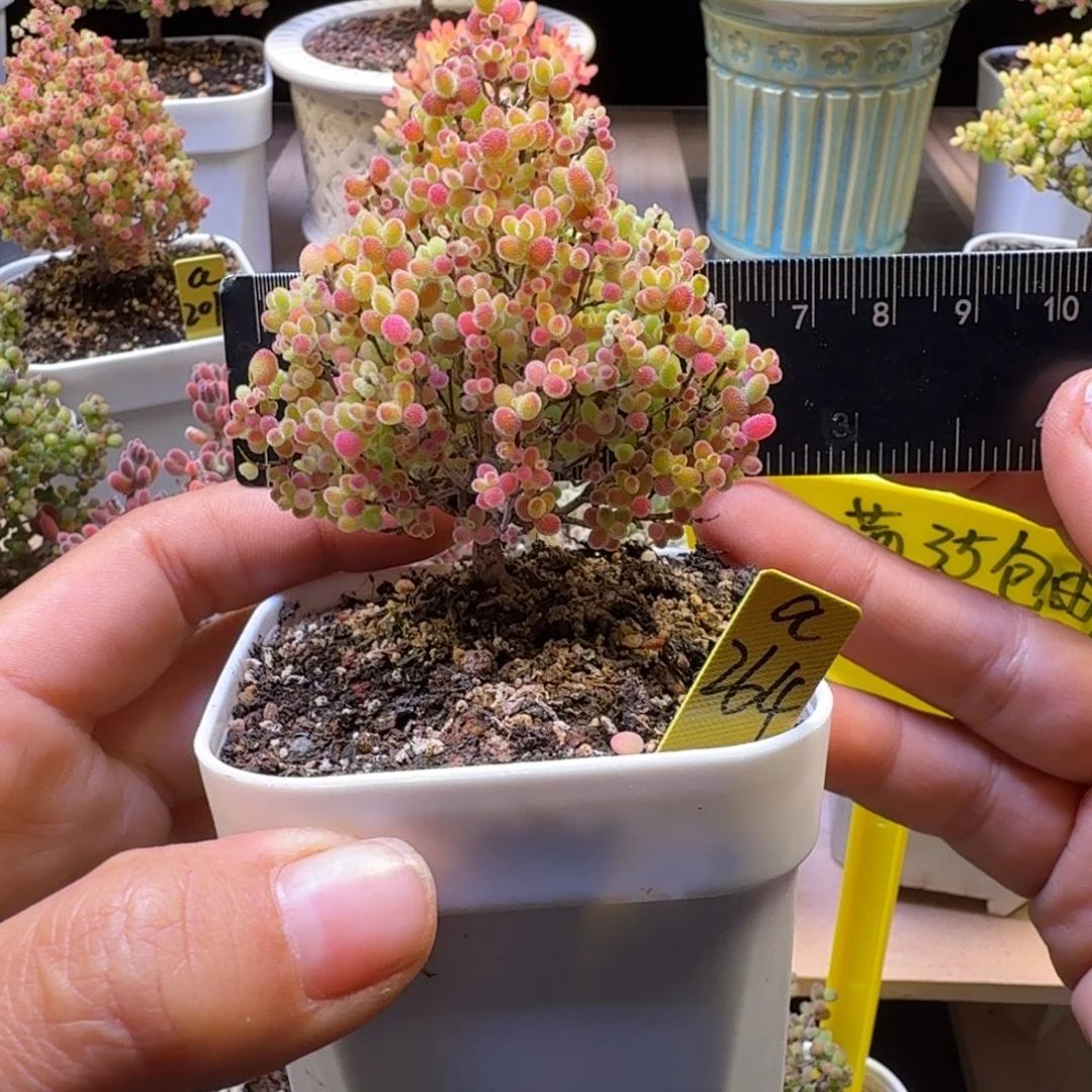 a264号蜜橘冠服6厘米左右