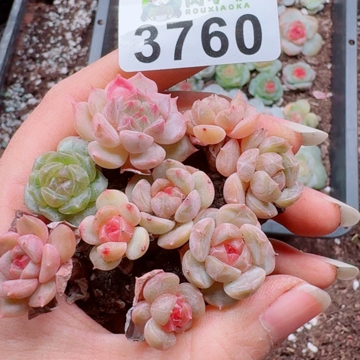 多肉植物多肉植物