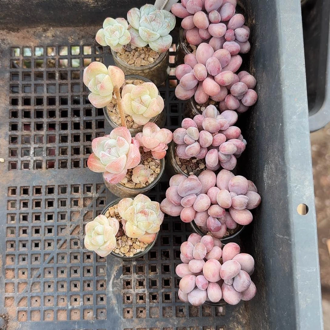 华*1250华胜专拍9颗拇指多肉