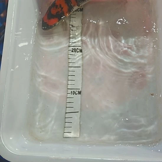 锦鲤锦鲤观赏鱼昭和菲泻白泻