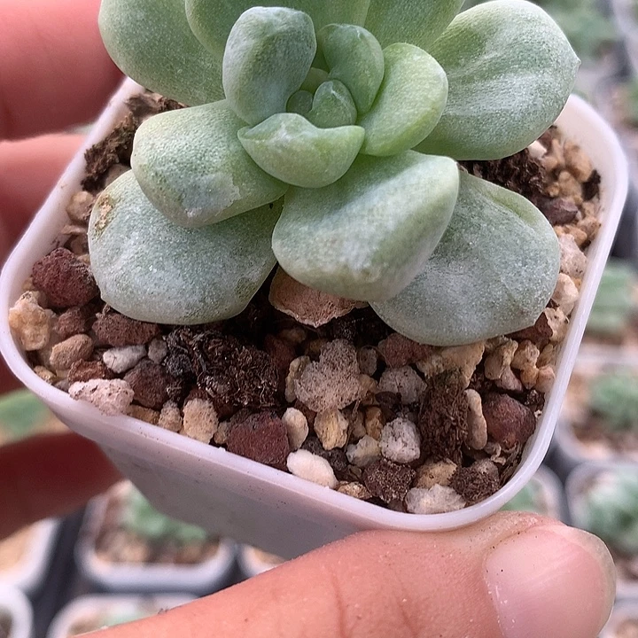 冰玉石化锦一物一拍