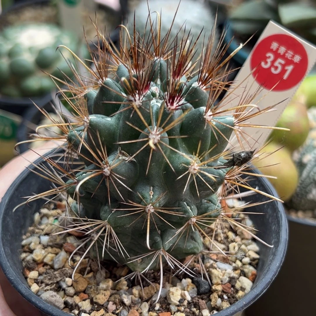 实生玄武玉5.3cm一棵仙人球