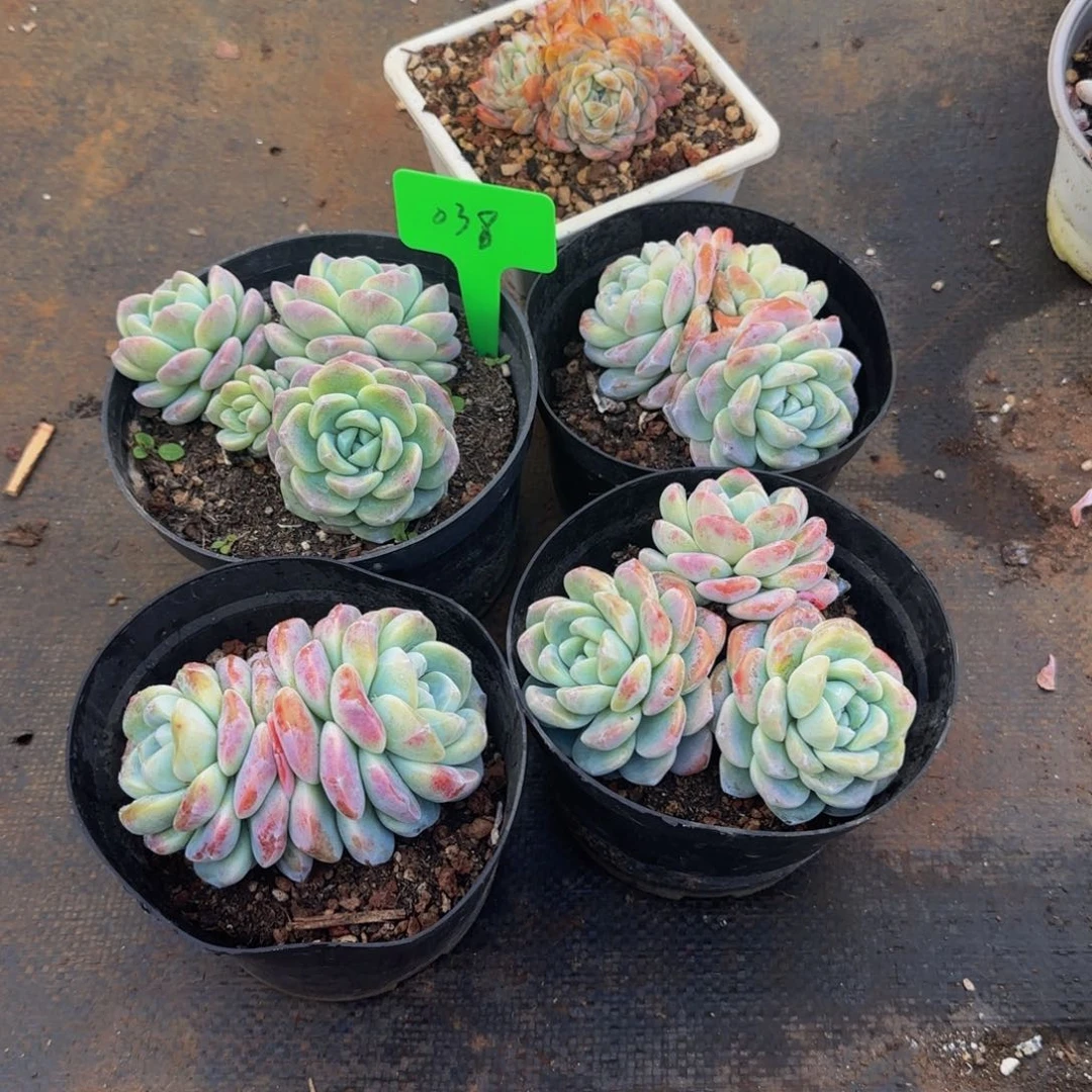 阿*组合套餐编号38号