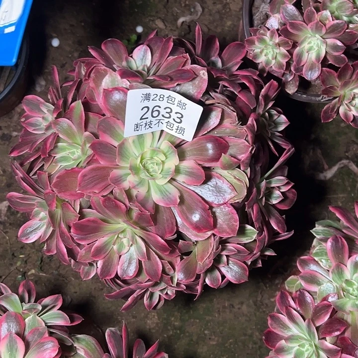 2633浣纱多肉植物
